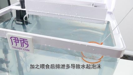 魚缸水很多泡沫怎么回事(魚缸水很多泡沫怎么辦) 魚缸百科 第2張 魚缸水很多泡沫怎么回事(魚缸水很多泡沫怎么辦) 魚缸水很多泡沫怎么回事(魚缸水很多泡沫怎么辦) 魚缸百科 第2張