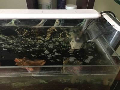 魚缸水很多泡沫怎么回事(魚缸水很多泡沫怎么辦) 魚缸百科 第5張 魚缸水很多泡沫怎么回事(魚缸水很多泡沫怎么辦) 魚缸水很多泡沫怎么回事(魚缸水很多泡沫怎么辦) 魚缸百科 第5張