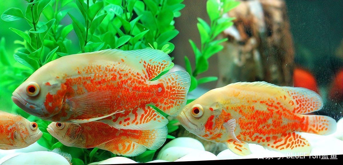 魟魚換水的最佳時間 魟魚換水的最佳時間 龍魚論壇 第4張