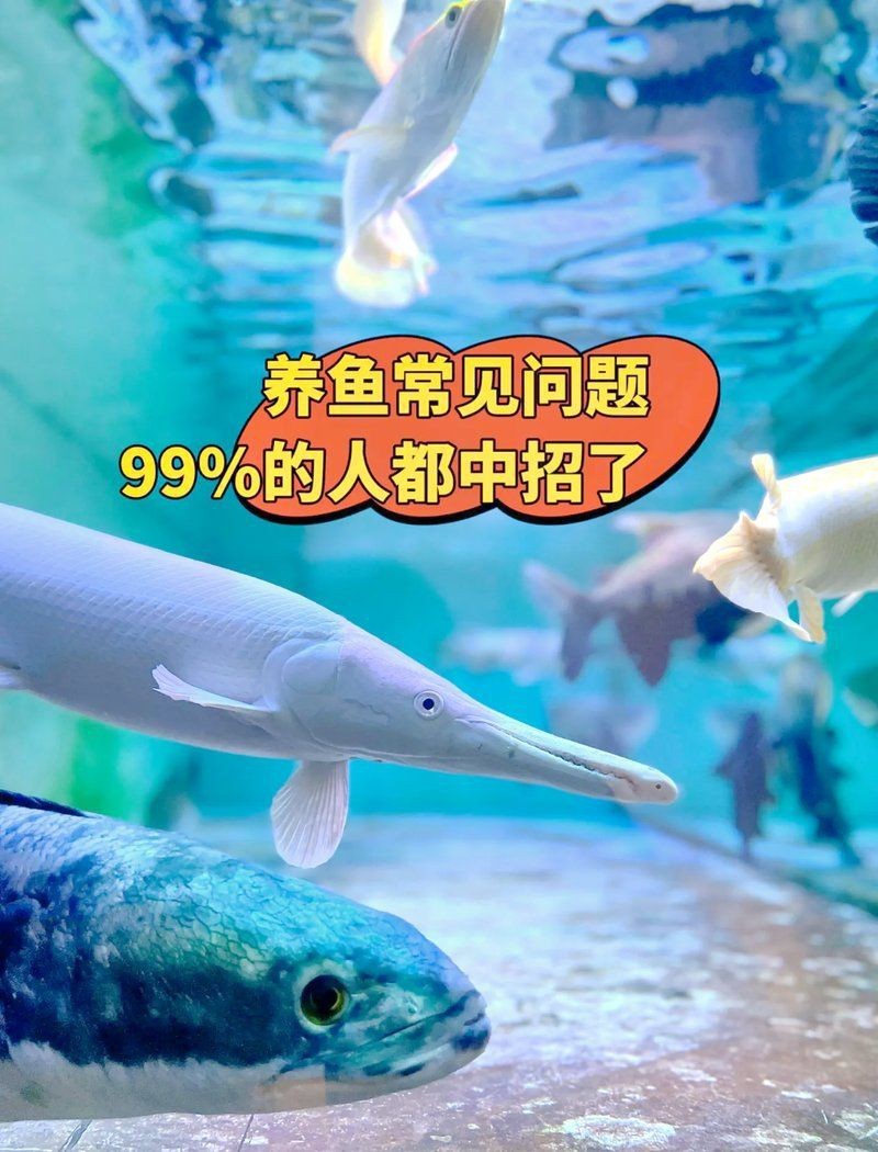 魟魚換水的最佳時間 魟魚換水的最佳時間 龍魚論壇 第11張