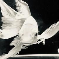 魟魚換水的最佳時間 魟魚換水的最佳時間 龍魚論壇 第18張