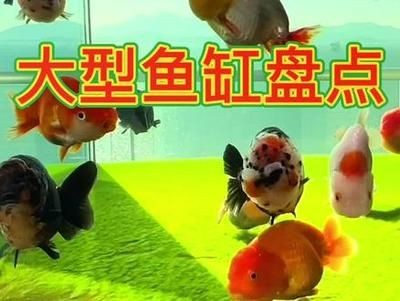 龍魚缸哪個牌子性價比高又好用：森森魚缸用戶評價如何