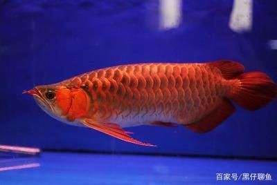 龍魚(yú)翹頭是指龍魚(yú)頭部向下傾斜，而尾部卻向上，可能由多種原因引起：龍魚(yú)翹頭可能是指龍魚(yú)頭部向下傾斜，而尾部卻向上