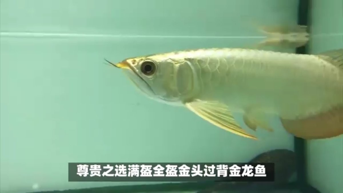 金龍魚漁場排名中哪家最權威？