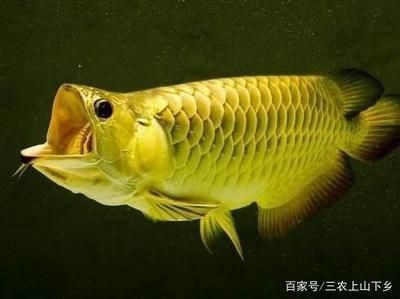 辨別金龍魚魚缸水質技巧,辨別金龍魚水質的技巧 魚缸百科 第1張 辨別金龍魚魚缸水質技巧,辨別金龍魚水質的技巧 辨別金龍魚魚缸水質技巧,辨別金龍魚水質的技巧 魚缸百科 第1張