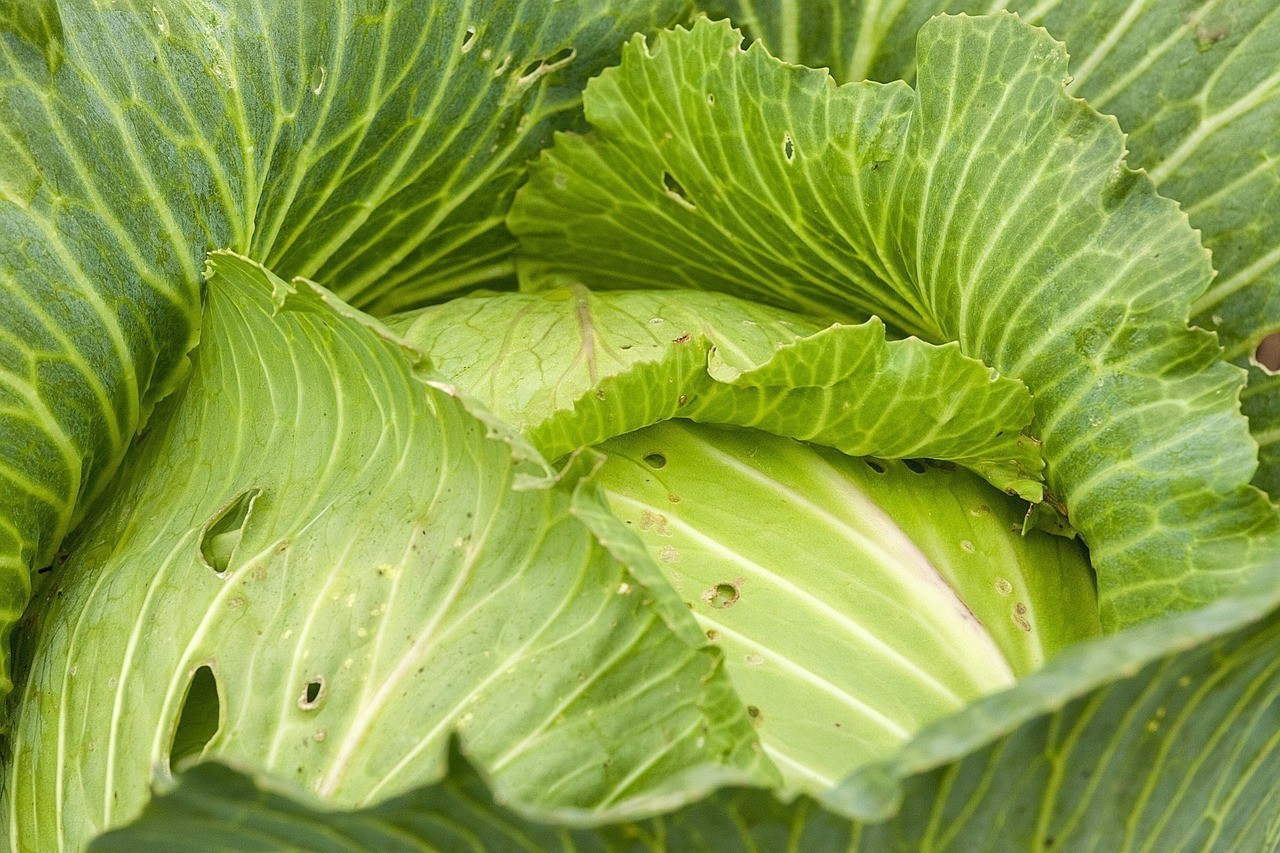 十大最好養(yǎng)的三湖慈鯛