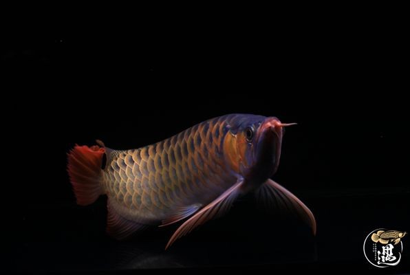 龍魚鼓眼什么原因:龍魚蒙眼怎么辦 龍魚百科 第3張 龍魚鼓眼什么原因:龍魚蒙眼怎么辦 龍魚鼓眼什么原因:龍魚蒙眼怎么辦 龍魚百科 第3張