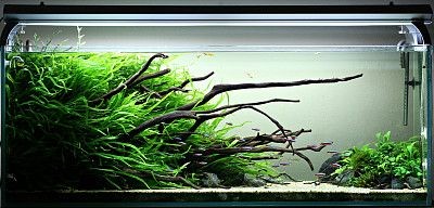 水草缸與古法魚缸的區別：古法魚缸種植植物不僅可以美化魚缸環境還能美化魚缸環境