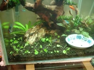 水草缸與古法魚缸的區別：古法魚缸種植植物不僅可以美化魚缸環境還能美化魚缸環境