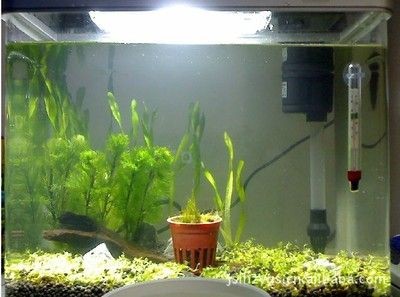 水草缸與古法魚缸的區別：古法魚缸種植植物不僅可以美化魚缸環境還能美化魚缸環境