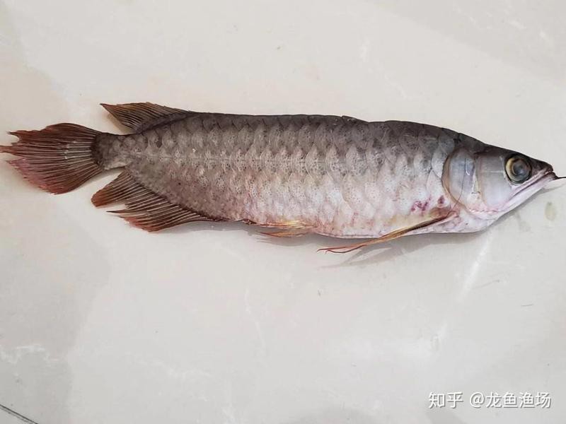龍魚跳缸風水學 龍魚跳缸風水學 龍魚論壇 第5張
