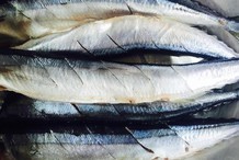 十大海魚排名 十大海魚排名 龍魚論壇 第6張