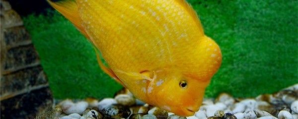 得過白點病的魚缸需要進行徹底的清潔和消毒和防止病原體的殘留：得過白點病的魚缸需要進行徹底的清潔和消毒