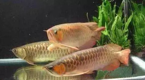 龍魚趴缸最簡單三個步驟 龍魚趴缸最簡單三個步驟 龍魚論壇 第2張