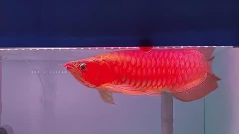 龍魚趴缸最簡單三個步驟 龍魚趴缸最簡單三個步驟 龍魚論壇 第6張