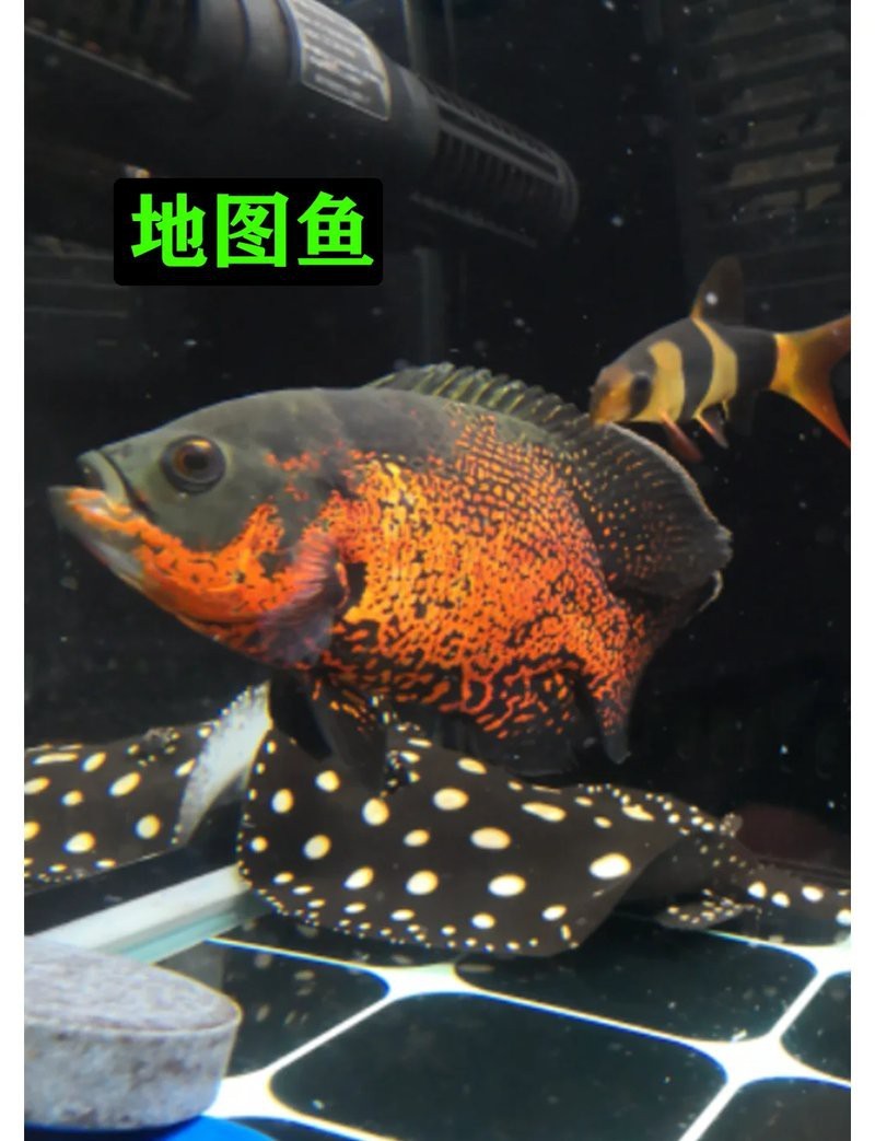 地圖魚和巴西亞魚能一起混養嗎
