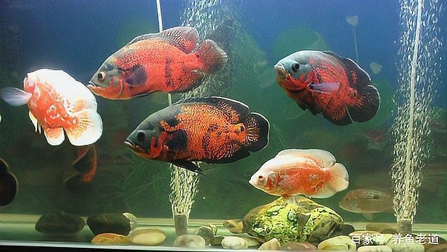 地圖魚和巴西亞魚能一起混養嗎