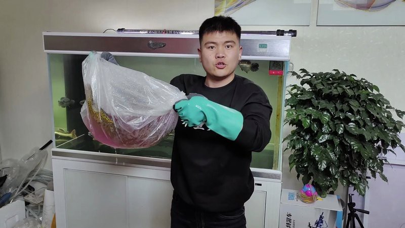 地圖魚和巴西亞魚能一起混養嗎