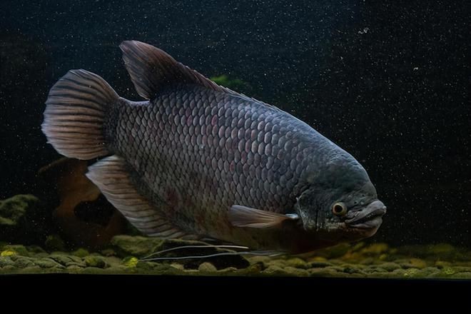 戰船魚和金龍魚能不能混養一起喂：戰船魚和金龍魚可以混養嗎？