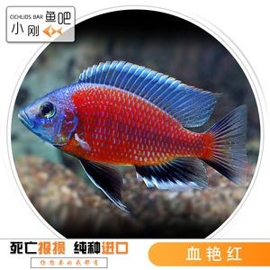 什么魚能和金龍魚混養：適合與金龍魚混養的魚種 什么魚能和金龍魚混養：適合與金龍魚混養的魚種 龍魚百科 第1張