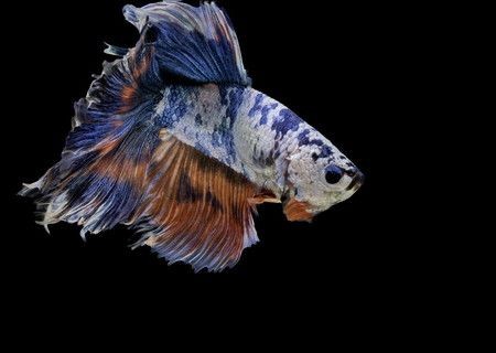 龍魚缸背景圖選擇什么顏色（龍魚缸背景圖的顏色選擇）