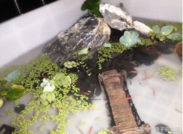 魚缸造景如何打造自然生態魚缸造景的基本步驟和技巧：如何給魚缸造景