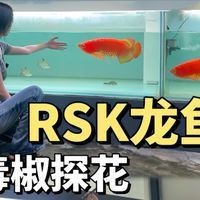 紅龍魚公認最好三個牌子 紅龍魚公認最好三個牌子 龍魚論壇 第1張