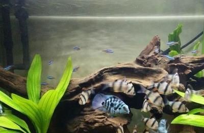 龍魚混養小妙招：龍魚混養注意事項