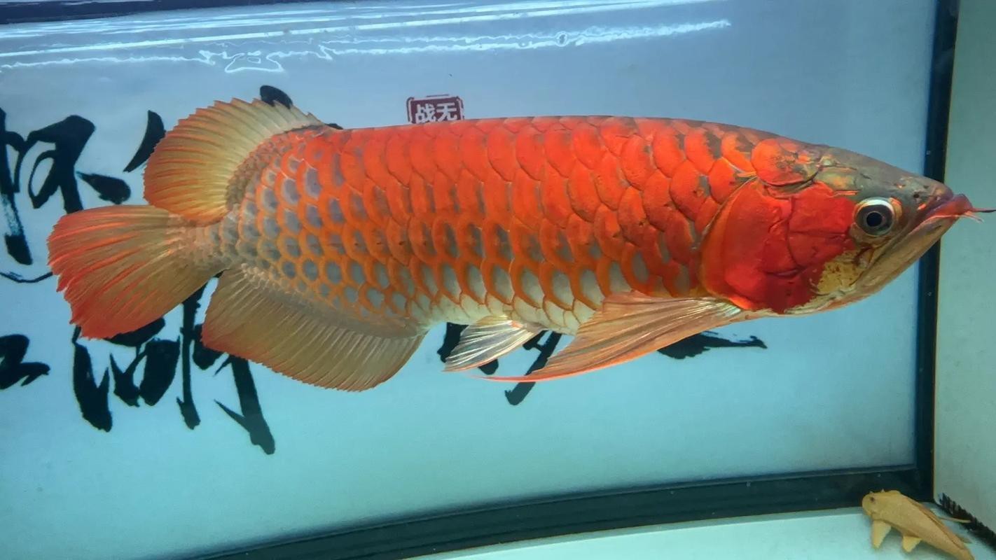 印尼紅龍魚(yú)怎么養(yǎng)殖的圖片大全