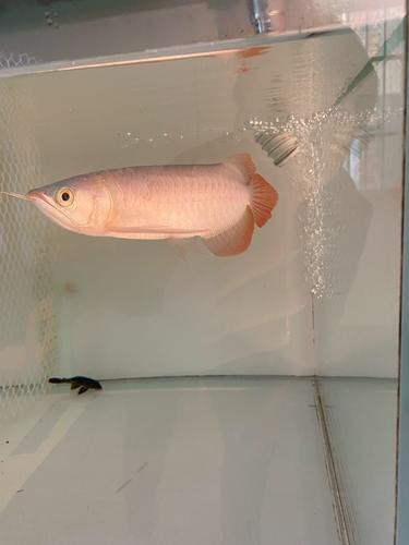 印尼紅龍魚(yú)怎么養(yǎng)殖的圖片大全