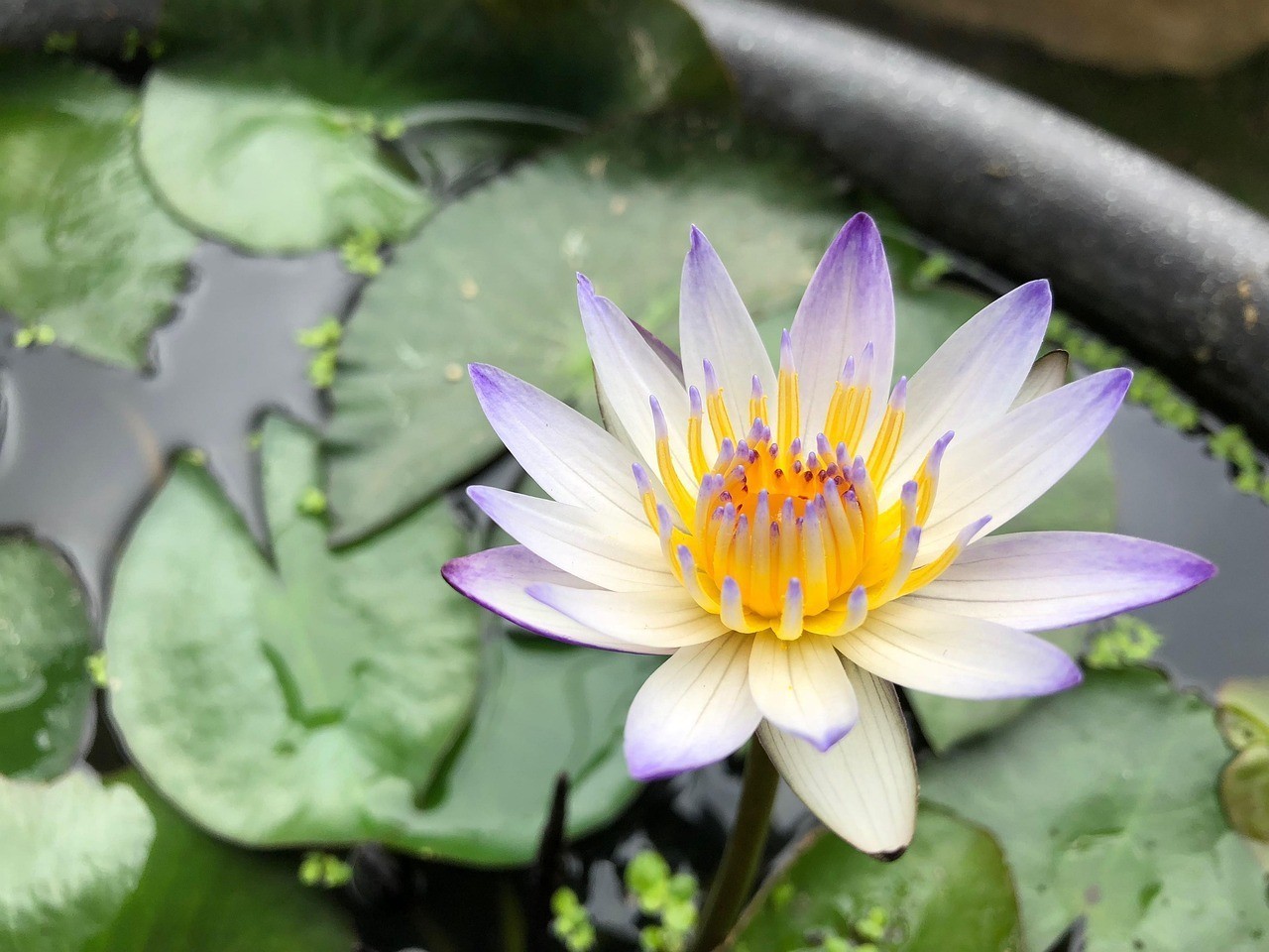 水生植物