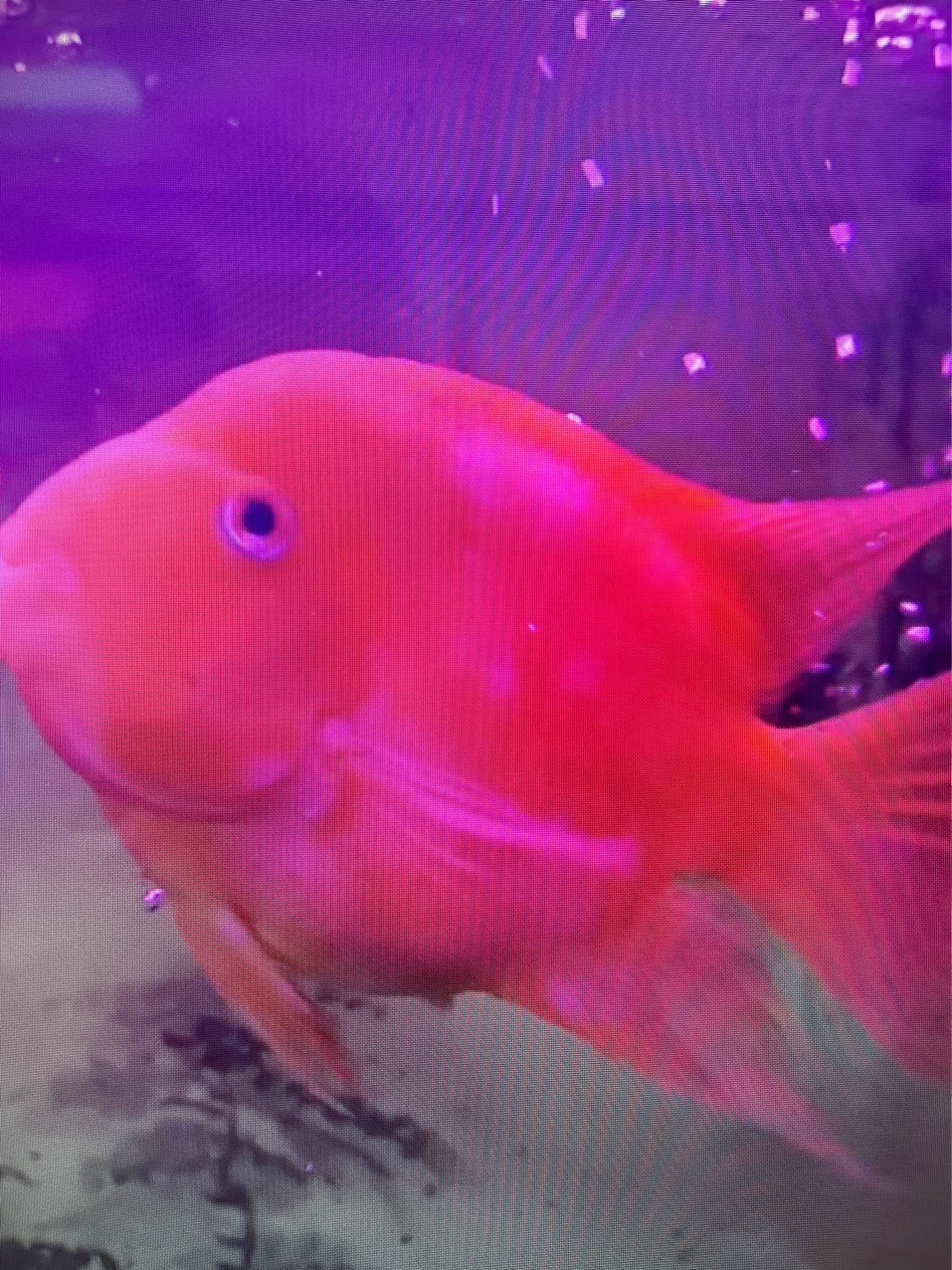 紅鸚鵡身上有白斑