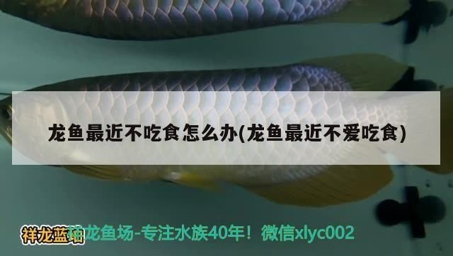 龍魚的缸：龍魚三個月不吃東西是什么病癥的預防與治療龍魚環境