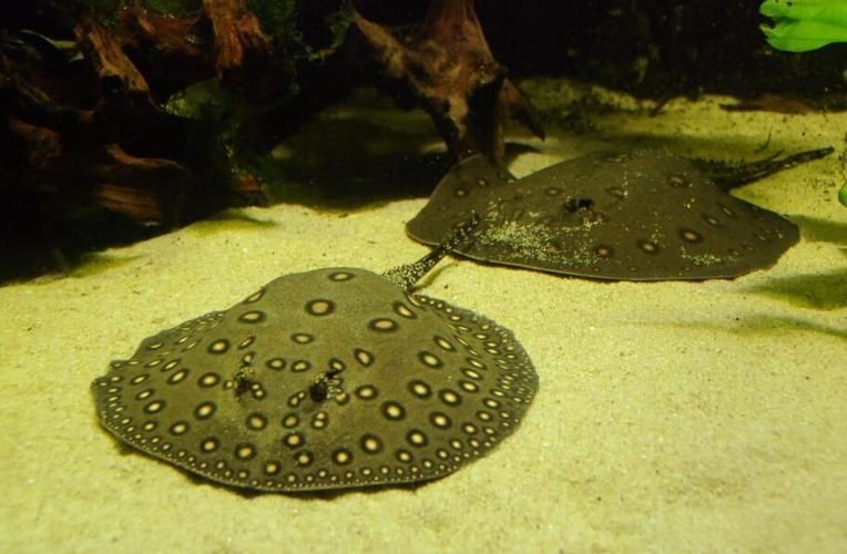 魟魚圖片 魟魚圖片 龍魚論壇 第17張