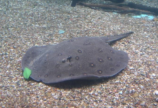 魟魚圖片 魟魚圖片 龍魚論壇 第20張