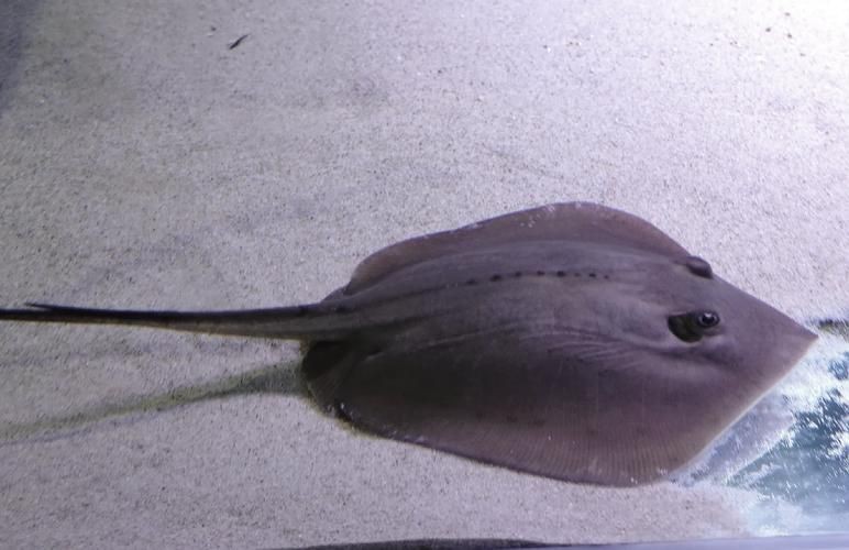 魟魚圖片 魟魚圖片 龍魚論壇 第18張