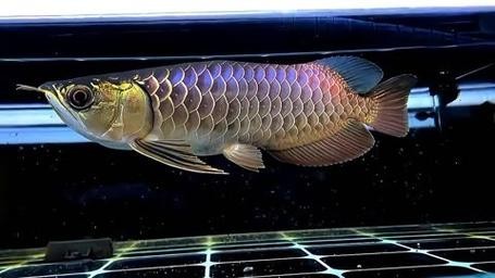 龍魚品種的區(qū)分圖解