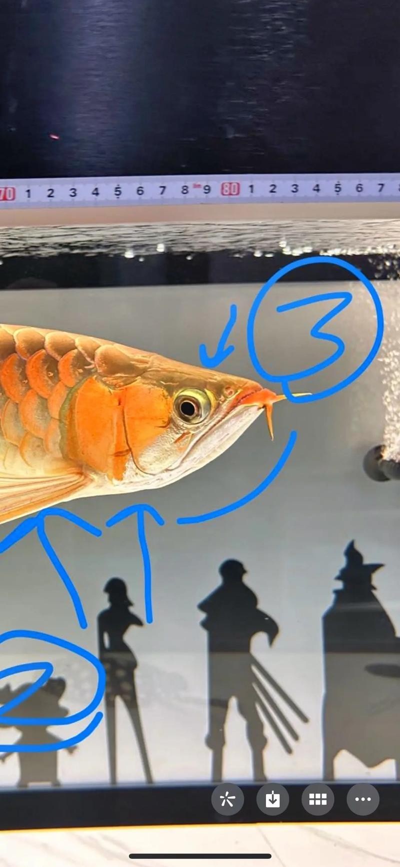 龍魚品種的區(qū)分圖解