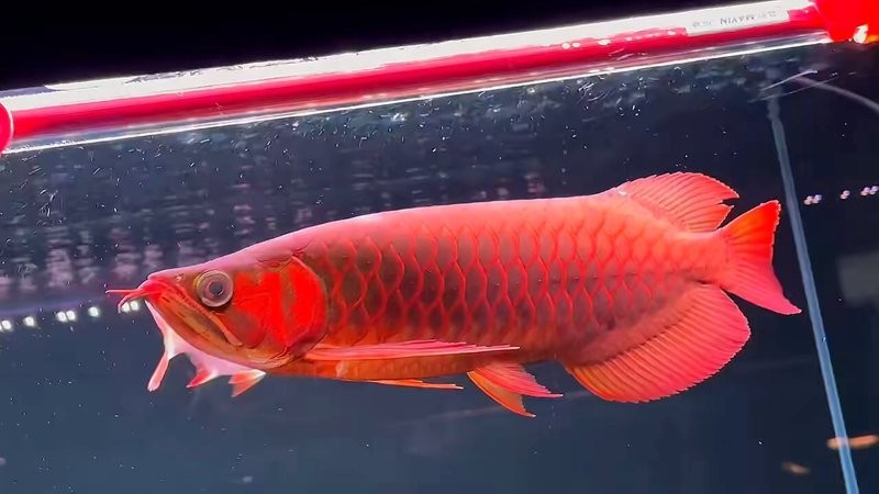 龍魚品種的區(qū)分圖解