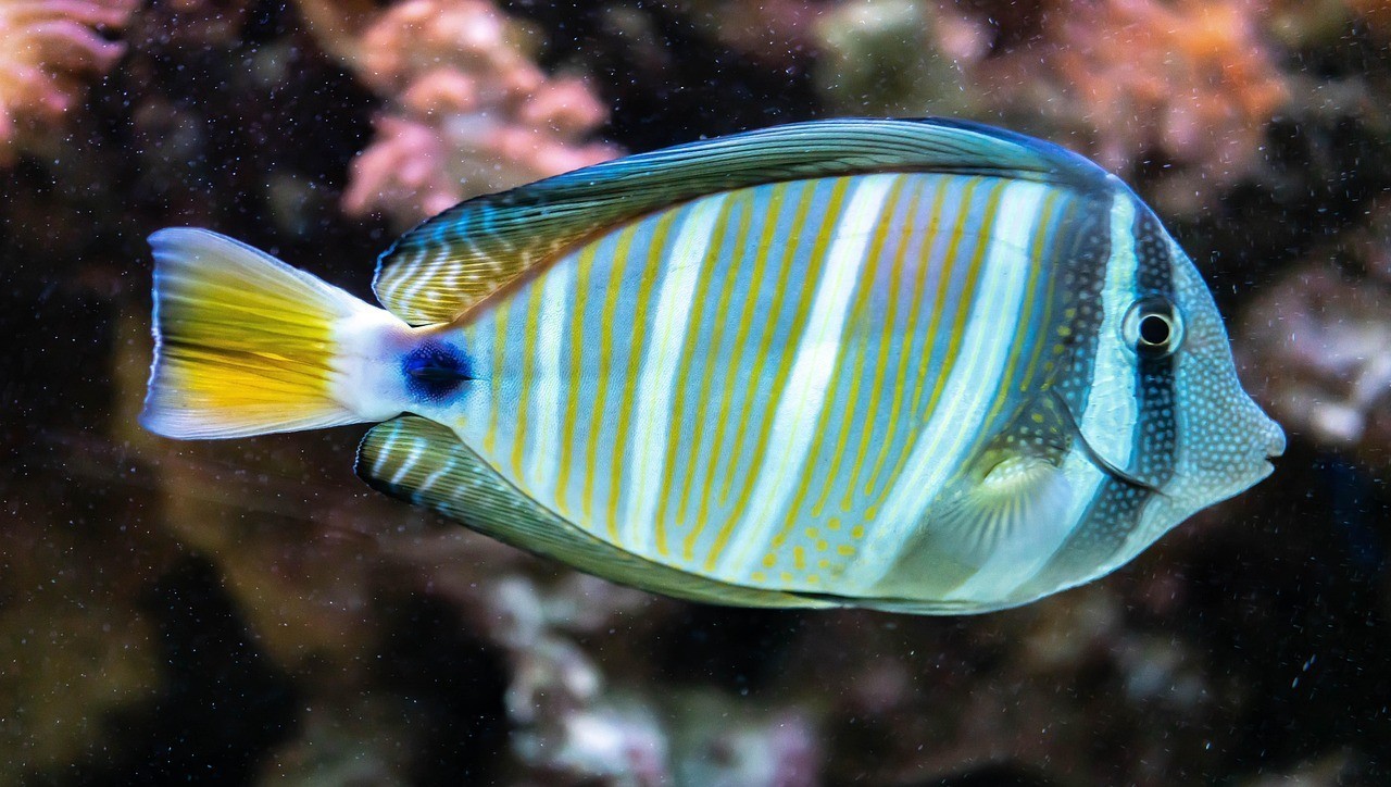 三色魚怎么養才健康
