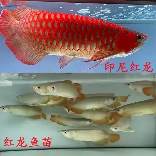 印尼小紅龍魚苗多少錢一條啊圖片欣賞
