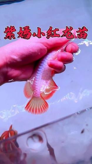 印尼小紅龍魚苗多少錢一條啊圖片欣賞