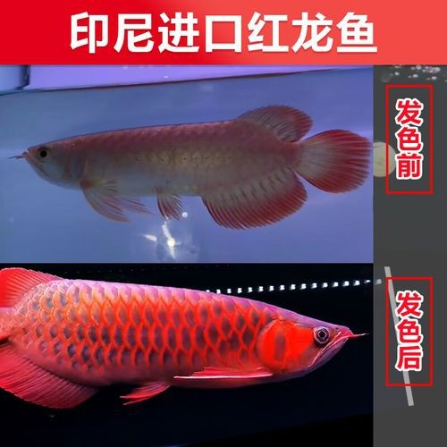 印尼小紅龍魚苗多少錢一條啊圖片欣賞