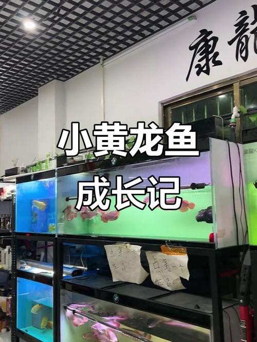 印尼小紅龍魚苗多少錢一條啊圖片欣賞