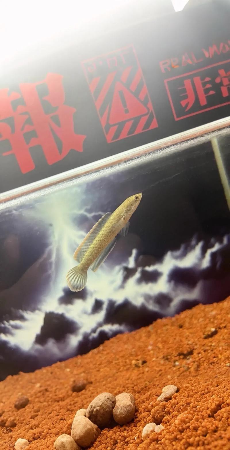 印尼小紅龍魚苗多少錢一條啊圖片欣賞