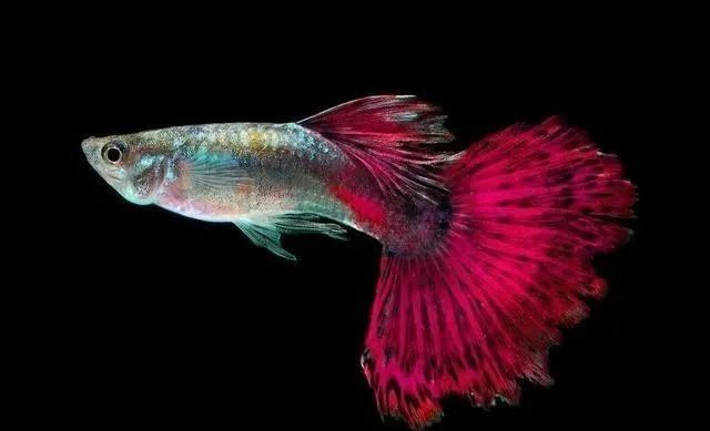 花老虎孔雀魚能長多大 龍魚論壇 第7張 花老虎孔雀魚能長多大 花老虎孔雀魚能長多大 龍魚論壇 第7張