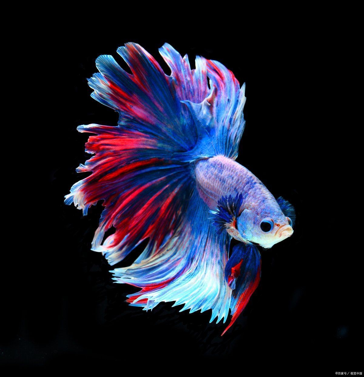 花老虎孔雀魚能長多大 龍魚論壇 第3張 花老虎孔雀魚能長多大 花老虎孔雀魚能長多大 龍魚論壇 第3張
