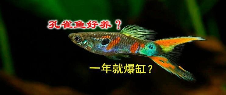 花老虎孔雀魚能長多大 龍魚論壇 第5張 花老虎孔雀魚能長多大 花老虎孔雀魚能長多大 龍魚論壇 第5張