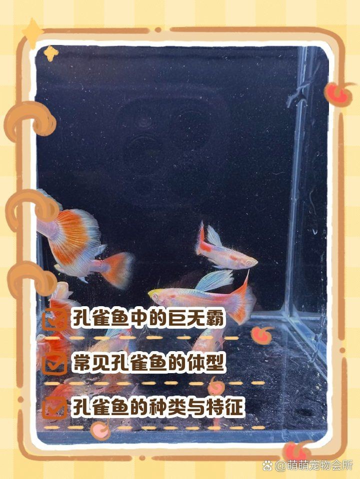 花老虎孔雀魚能長多大 龍魚論壇 第11張 花老虎孔雀魚能長多大 花老虎孔雀魚能長多大 龍魚論壇 第11張