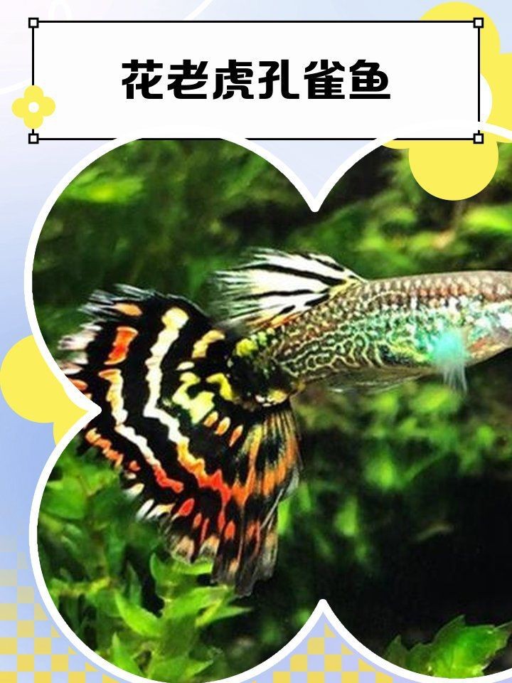 花老虎孔雀魚能長多大 龍魚論壇 第9張 花老虎孔雀魚能長多大 花老虎孔雀魚能長多大 龍魚論壇 第9張